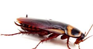 Как уничтожить тараканов в загородном доме?
